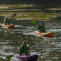 4 people in single kayaks paddling on a river
